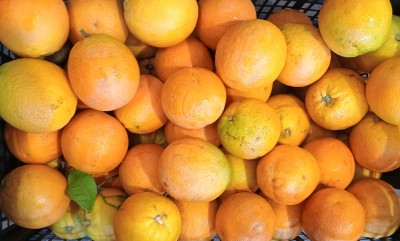 Foto Arance Varietà Navel Calibro 6/7 Origine Grecia Marchio Agri21 2